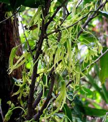 Image result for Monoon