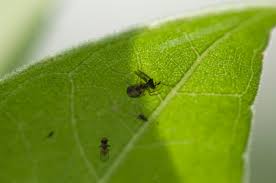 Image result for Disperis sp. nov. aff. macowanii