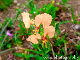 Image result for Cyphostemma subciliatum