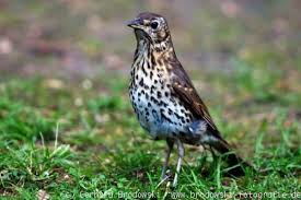 Die besiedelung deutschlands durch die wacholderdrossel (turdus pilaris) setzte erst in der zweiten hälfte des 19. Singdrossel Steckbrief Grosse Brutverhalten Nahrung Bilder Referat