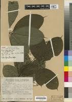 Image result for Vitex thyrsiflora