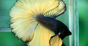 Black And Yellow Fish Freshwater Aquabid Com Halfmoom Betta Auctions Fri Aug 29 02 01 28 2014 Betta Betta Fish Tank Betta Fish