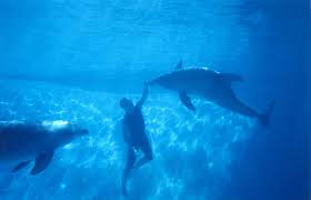 Trente ans après la sortie du légendaire film de luc besson, gérard drouot productions organise ce. The Big Blue 1988
