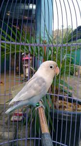 Check spelling or type a new query. Kenari Cibinong Lovebird Pasvio Umur Kurleb 8 Bulanan Facebook