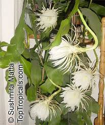 Cactus plant in old clay pot, picture taken at night, cactus with red flowers. Epiphyllum Oxypetalum Belle De Nuit Lady Of The Night Queen Of The Night Night Blooming Cereus Dutchman S Pipe Toptropicals Com