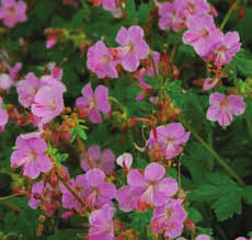 Image result for Chlorophytum macrorrhizum