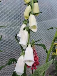 Image result for Digitalis purpurea alba/ red spots