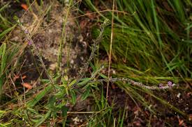 Image result for Otiophora