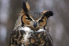 Certaines personnes trouvent le chant des oiseaux la. Les Strigides Des Oiseaux Nocturnes Et Pas Frileux Blogue De Conservation Parcs Quebec Sepaq