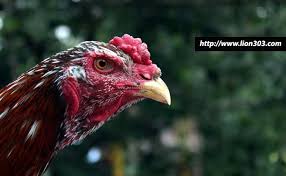  Pin Di Sabung Ayam