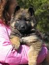 Baby German Shepherds For Sale