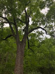 Image result for Juglans