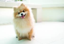 It's fairly obvious as to why the pomeranian is such a popular pup: Pomeranian Dog Breed Info Health Advice Everypaw