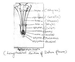 Save on everyday low prices. Longitudinal Section Of Datura Flower