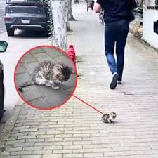 Kitten sits alone and sick on street