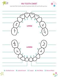 Printable Tooth Chart Yahoo Search Results Tooth Fairy