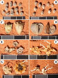 Image result for Aizoon schellenbergii