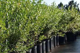 1) native plants provide food and shelter for many animals, including birds, mammals, and insects. Native Roots Nursery Wholesale North Carolina Plants Grasses