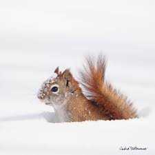 Pin By Harold Livingston On Album Cute Squirrel Animals Squirrel