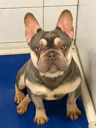 Lilac And Tan Quad French Bulldog Stud For Stud In Boston Lincolnshire Preloved