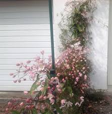 Some have attractive fluffy seedheads in autumn Immergrune Clematis Appleblossom Clematis Armandii Appleblossom Baumschule Horstmann