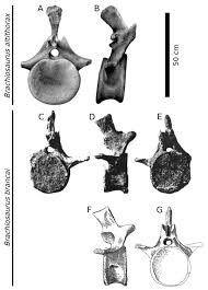 Image result for Brachystegia torrei