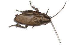 The female smokybrown has a broader abdomen than that of the male and lacks styli. Smoky Brown Cockroach Control Facts Identification Terminix