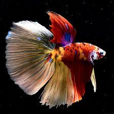Live Betta Fish Nemo Galaxy Super Delta Premium Rare Jn105 Male Ebay Aquarium Fish For Sale Betta Fish Live Aquarium Fish