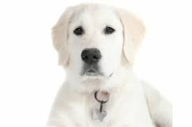 What Is An English Cream Golden Retriever Puppy In Training