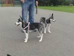 Full Grown Adult Pomsky - The Size Of An Adult Pomsky