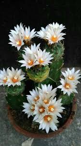 For example this is cactus melodie neal's accurate answer is spot on but there's just a smidgen further we could take it. Pin By Maria Virginia Radi On Cactus Piante Succulenti Cactus Flower Cactus Plants Cactus House Plants