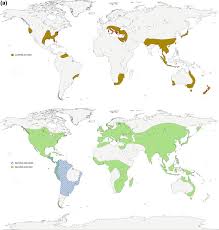 Image result for Wolffiella denticulata