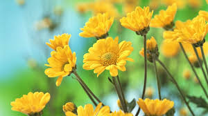 Beautiful Flowers Google Search Beautiful Flowers Hd Wallpapers Flower Desktop Wallpaper Yellow Flower Wallpaper