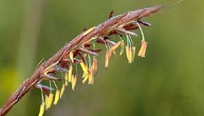 Image result for Andropogon