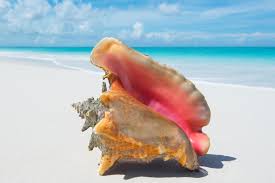 Vibrant Pink Queen Conch Shells - Strombus Gigas