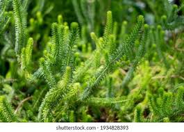 Image result for Lycopodium clavatum