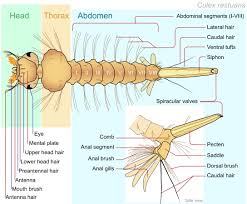 We did not find results for: Mosquitoes In My Wildlife Garden Pond What Do Mosquitoes Eat What Eats Them Nurturing Nature