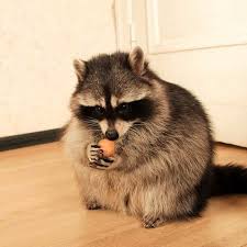 So yeah, this huge raccoon comes into my yard carrying a smaller animal in its mouth. 14 Nutrition And Care Tips For Raccoons Petpress Cute Raccoon Pet Raccoon Cute Funny Animals