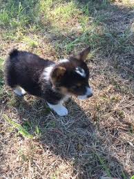 The tails of prairie peak corgi puppies will remain in tact unless other arrangements are made. Litter Of 3 Pembroke Welsh Corgi Puppies For Sale In Comanche Tx Adn 29908 On Puppyfi Corgi Puppies For Sale Pembroke Welsh Corgi Puppies Welsh Corgi Puppies