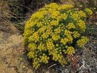 Image result for Chlorophytum angustissimum