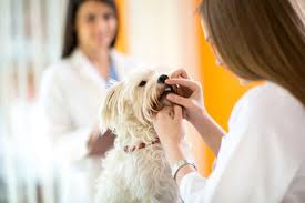 Maybe you would like to learn more about one of these? How To Clean Tartar Off Dog S Teeth At Home Dog Tartar 101