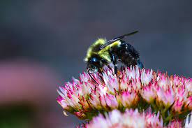 A good pollen substitute for honey bees should have the same features as a good pollen: Five Michigan Plants To Bring All The Bees To The Yard