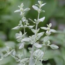 Image result for Micromeria