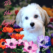 My name is Bentley ( BIG B ) 💙🐾 I am 2 years old! I love squeaky toys,  food, and ice in my water just like my brother Ace!