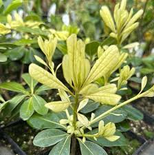 Image result for Pittosporum tobira
