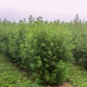 Image result for Emilia transvaalensis