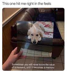 159 likes · 4 were here. Pets At Peace Az Home Facebook