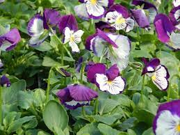 Cats Violet White Pansy Pansies Plants Violet