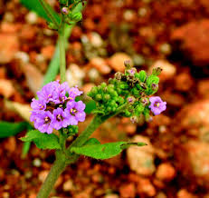 Image result for Boerhavia