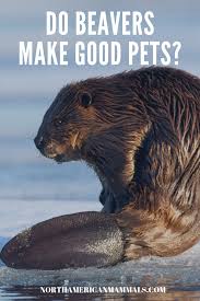 2 first of all,dogs make wonderful companions. Do Beavers Make Good Pets Pets Beaver Nocturnal Animals
